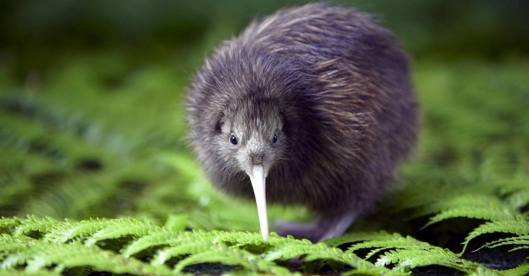 16 September 2021
Research seeks to boost kiwi repopulation efforts