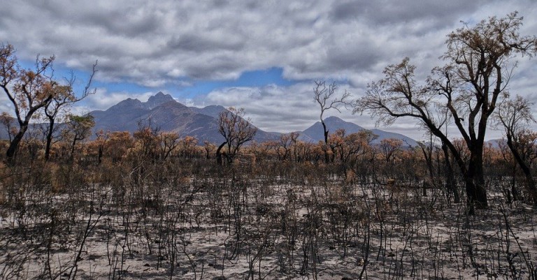 5 October 2021  Climate change affecting regeneration after bushfires