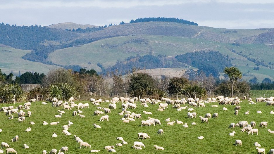 11 August 2009
Southland connection with Lincoln always strong