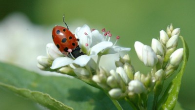 4 June 2009
New Zealand Bio-Protection Expertise to Taiwan
