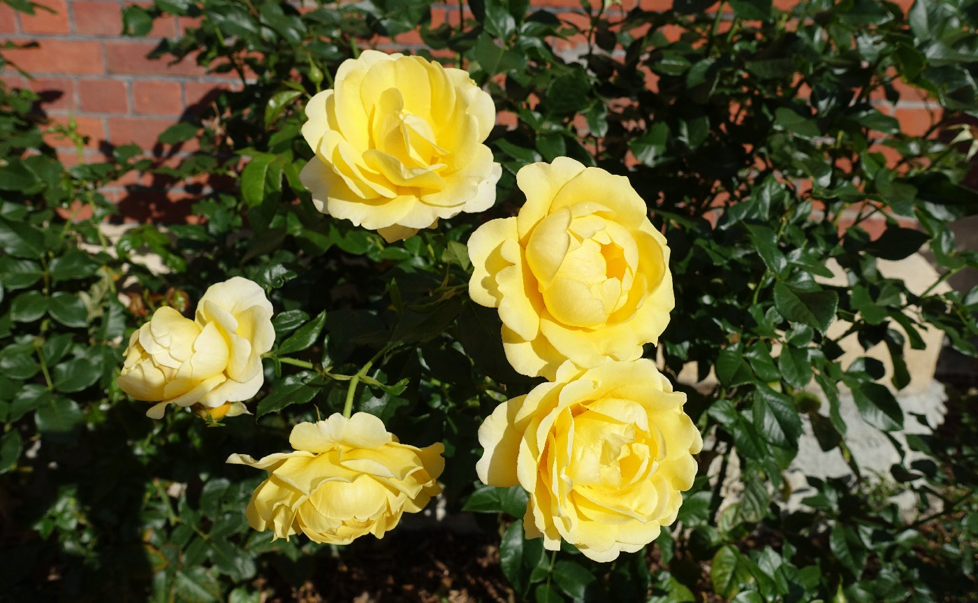 11 March 2009
Ellerslie Show offers first public opportunity to order 'Ivey Hall' Rose