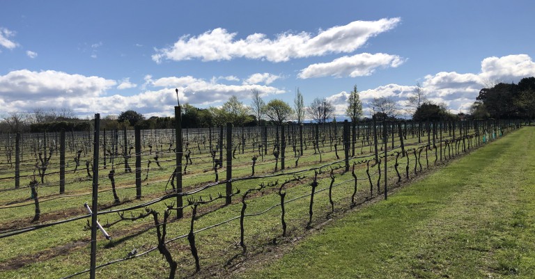 29 November 2021
LU winery and vineyard aged to perfection