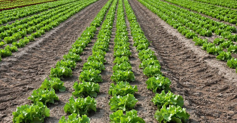 12 January 2022
Lincoln University and Plant &amp; Food Research part of game changing gene discovery