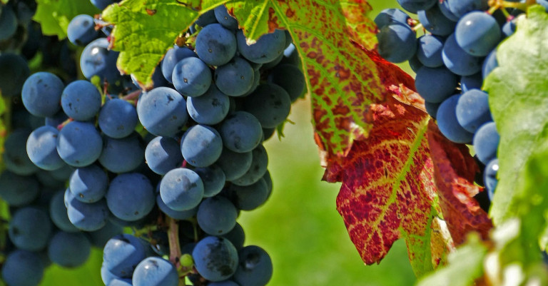 22 August 2022
AI tool to measure wine quality under development