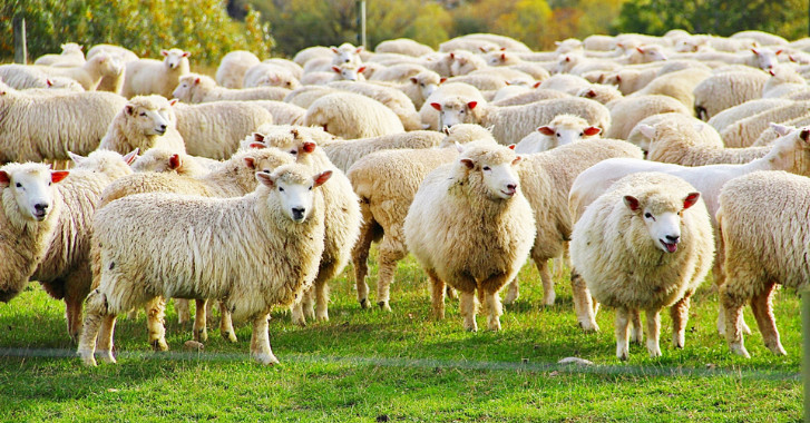 29 August 2022
Don&rsquo;t be a sheep &ndash; break new ground with dietary diversity for ewes
