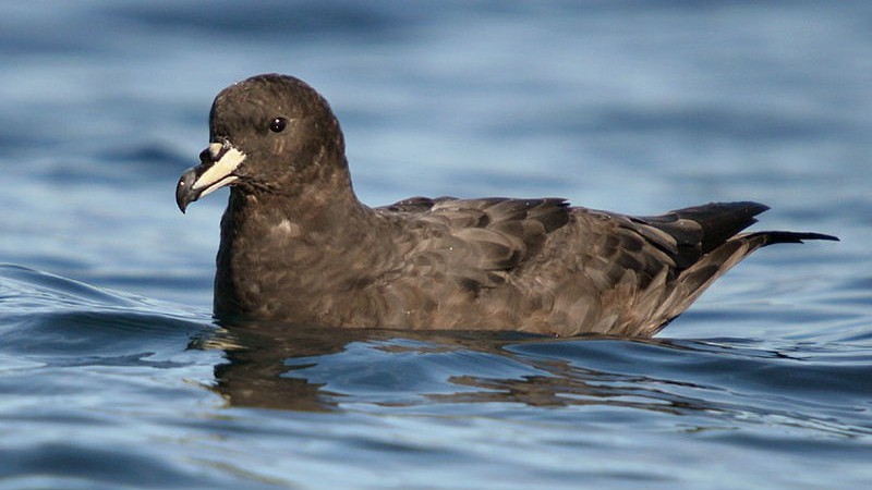 Westland petrel. Image source: https://en.wikipedia.org/wiki/Westland_petrel#/media/File:Procellaria_westlandica1.jpg