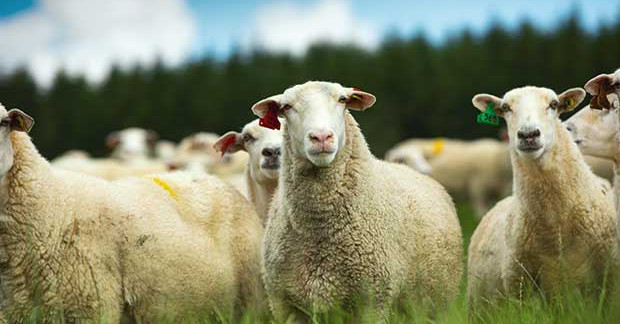 11 October 2022
Afternoon grazing better for production, the environment and wellbeing