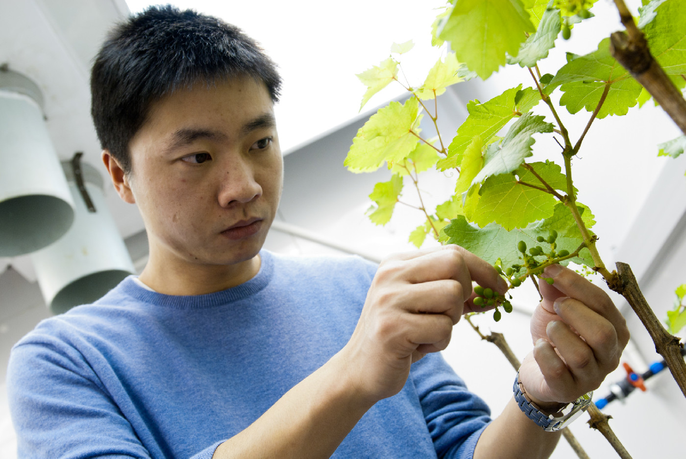 26 April 1984
Growing grapes for the New Zealand market
