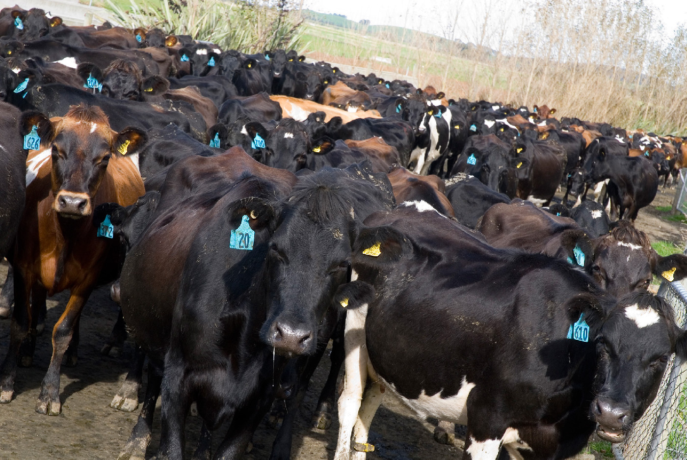 28 July 1984
Livestock recording system software offered for purchase by the Kellogg Farm Management Unit