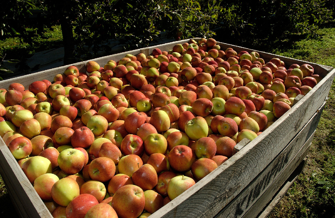 30 November 1984
Intensive apple growing returns are investigated