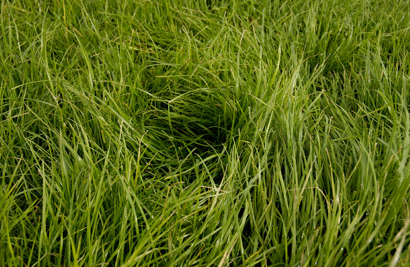 17 October 1984
Turf retardant research could lead to better pasture grasses