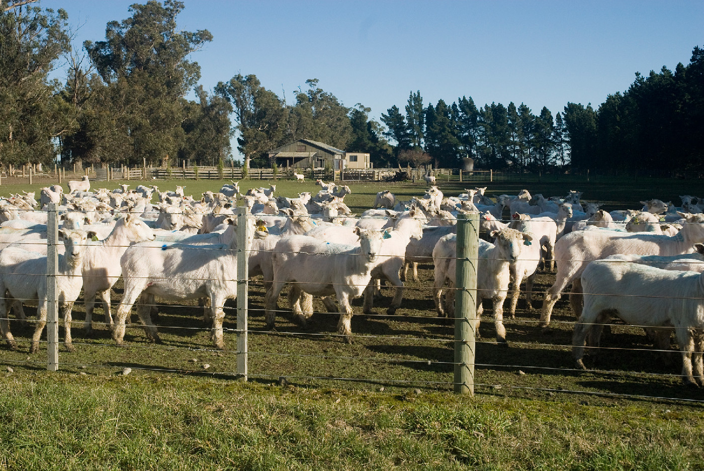 1 November 1984
Lamb drafting championship at Amberley A &amp; P Show