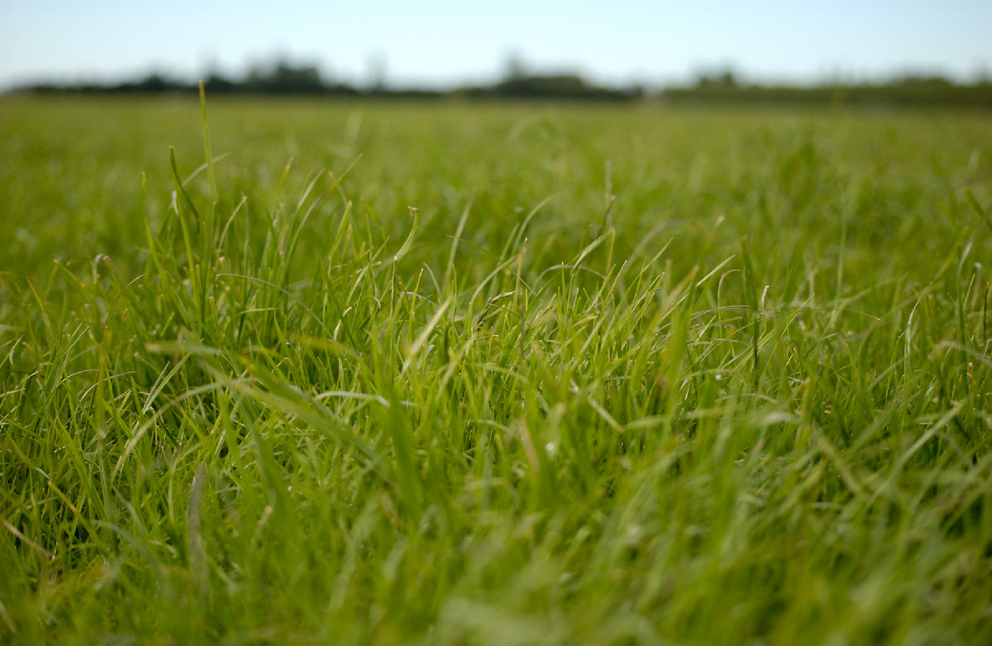 30 April 1985
Registrations begin for the New Zealand Grassland Association Herbage Seed Production and Use Conference