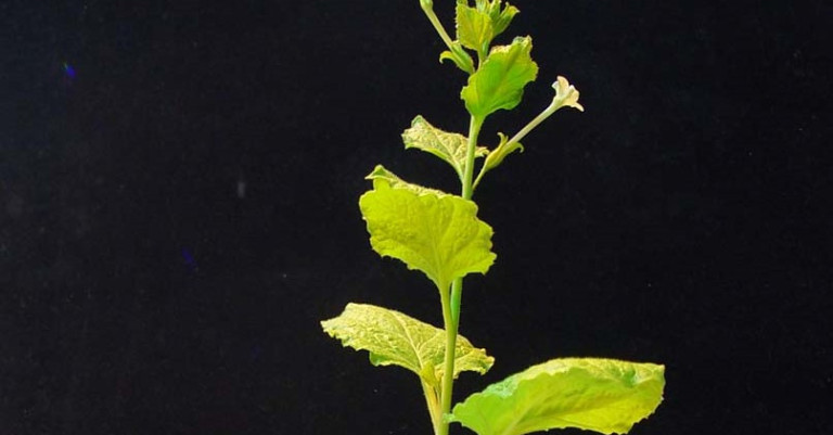 Nicotiana benthamiana. 