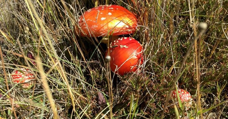 1 June 2016
Fungi workshop first of its kind 