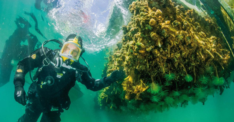 16 April 2025 
Marine Biosecurity