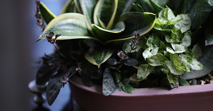 6 November 2025
Lincoln University secures Marsden funding to predict future weed invasions
