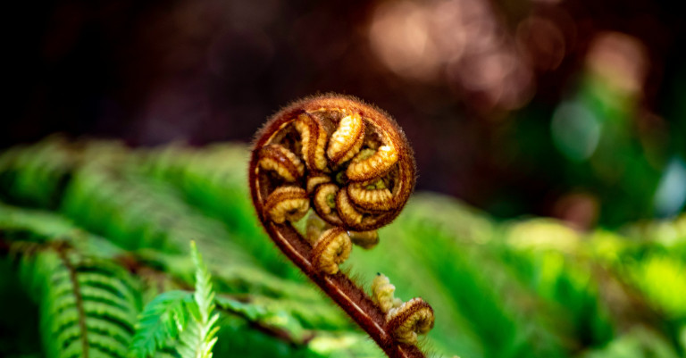 15 July 2025
Tangata, Whenua, Taonga: A New Climate Vision