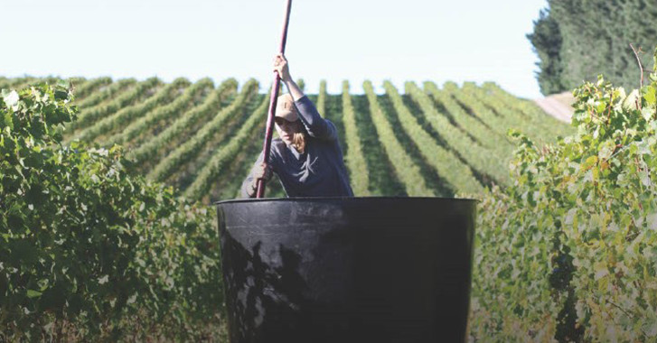 26 May 2025 
Terroir expression in New Zealand Pinot Noir
