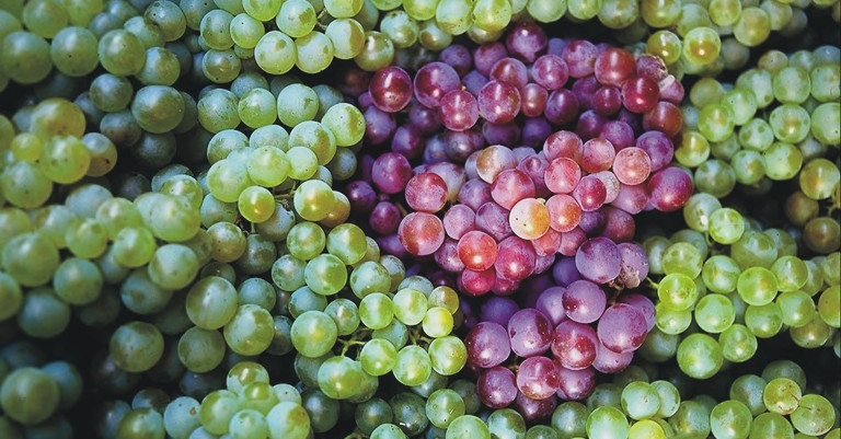 16 July 2025
World-first genomic study aims to cut chemical use in wine sector