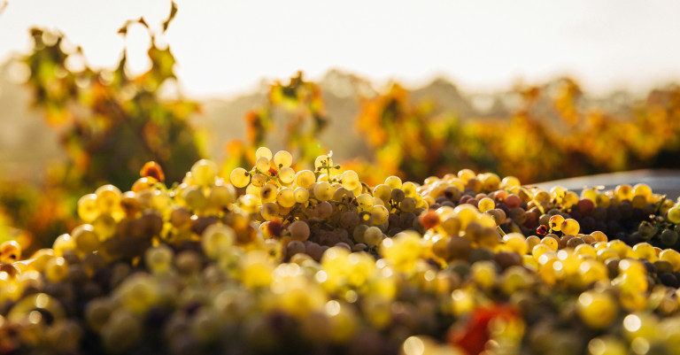 09 September 2025
How will climate change shape the future of wine?