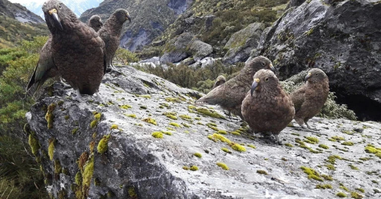 17 September 2025
Predator-Free Futures: Innovation in Action