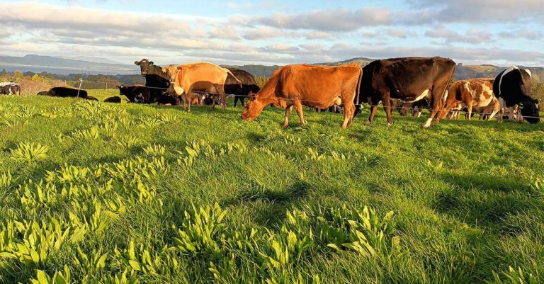 14 October 2025
Reducing nitrate leaching by up to 50%: pathways to low-N dairy systems
