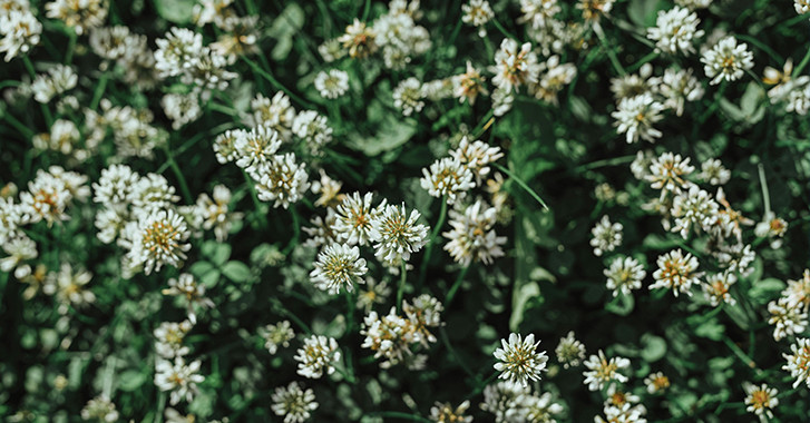 09 July 2025 
The role of genetics in white clover's global takeover