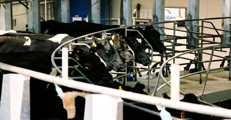 02 October 2025
LUDF adopts tactical variable milking to boost profitability