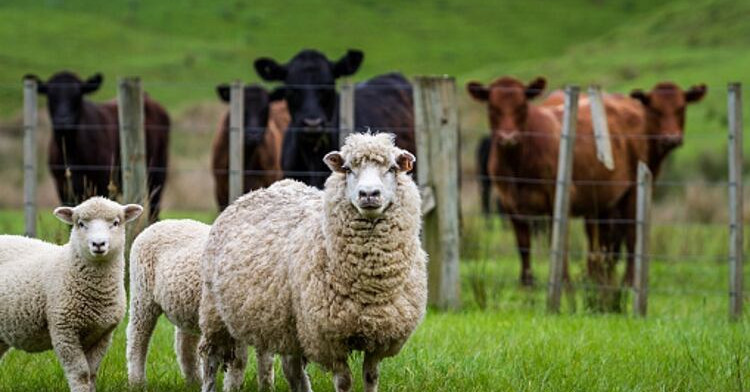 19 August 2025
The Future of Animal Welfare &ndash; Science, Standards and Social License