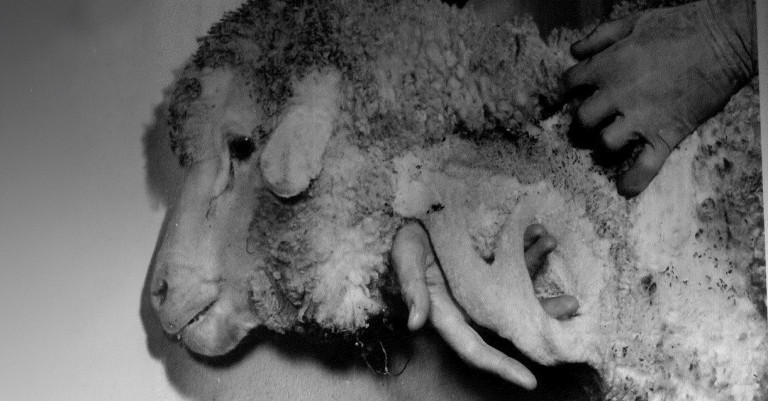 07 July 2025
Saving lives by rearranging sheep organs: How Lincoln helped revolutionise hormone research