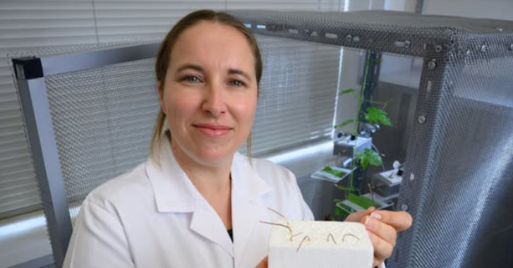 17 July 2025
A natural defence for a vineyard pest